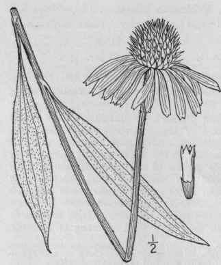 3 Echinacea Pallida Nutt Britton Pale Purple Cone 1130