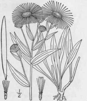 3 Erigeron Subtrinervis Rydberg Three Nerved Fleab 1034
