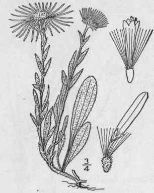 3 Erigeron Subtrinervis Rydberg Three Nerved Fleab 1035