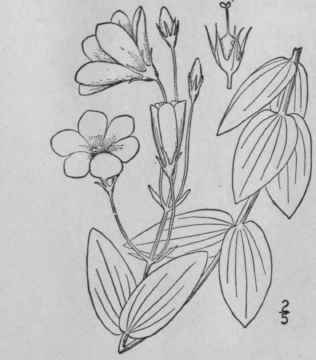 3 Eustoma Salisb Parad Lond Pl 34 1806 17
