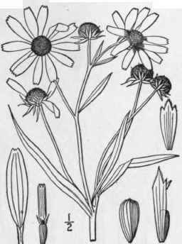 3 Helianthus Angustifolius L Narrow Leaved Or Swam 1134
