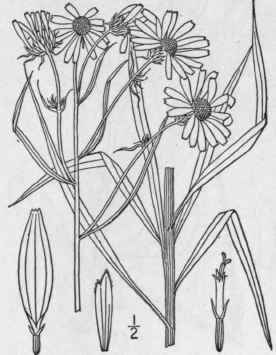 3 Helianthus Angustifolius L Narrow Leaved Or Swam 1135