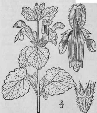 3 Lamium Maculatum L Spotted Dead Nettle Variegate 283