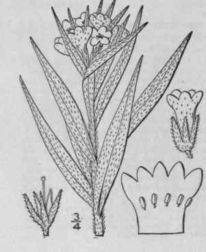 3 Lithospermum Latifolium Michx American Gromwell 209