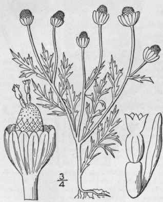 3 Matricaria Chamomilla L Wild Or German Camomile 1239