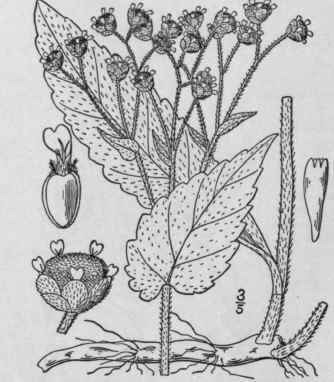 3 Parthenium Auriculatum Britton Auricled Partheni 1106