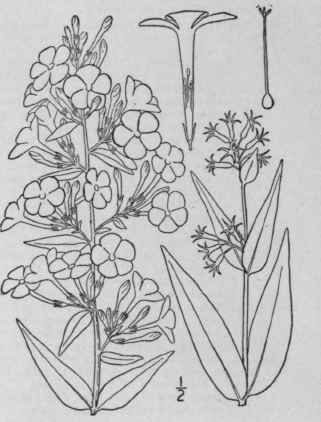 3 Phlox Maculata L Wild Sweet William 127
