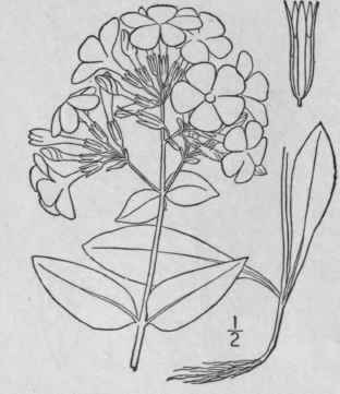 3 Phlox Maculata L Wild Sweet William 128