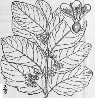 3 Symphoricarpos Occidentalis Hook Wolf Berry 648