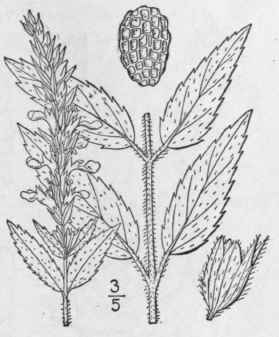 3 Teucrium Occidentale A Gray Hairy Germander 239
