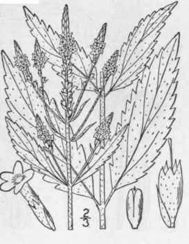 3 Verbena Hastata L Blue Or False Vervain Wild Hys 225