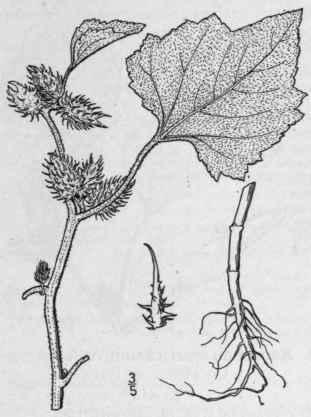3 Xanthium Echinatum Murr Beach Clotbur 806