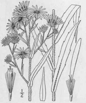 31 Aster Puniceus L Red Stalk Or Purple Stem Aster 983