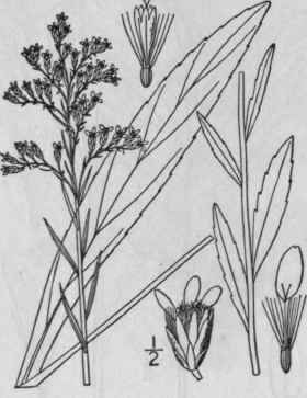 32 Solidago Neglecta T G Swamp Golden Rod 916