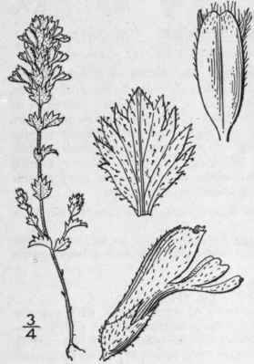 34 Euphrasia Tourn L Sp Pl 604 1753 511
