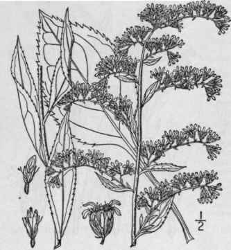 34 Solidago Juncea Ait Early Or Sharp Toothed Gold 918