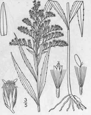 36 Solidago Canadensis L Canada Or Rock Golden Rod 919