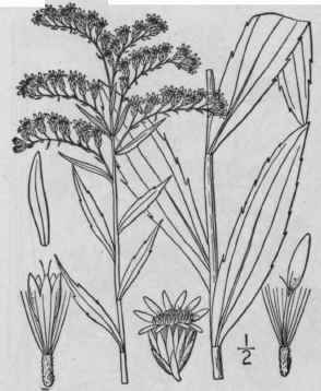 36 Solidago Canadensis L Canada Or Rock Golden Rod 920