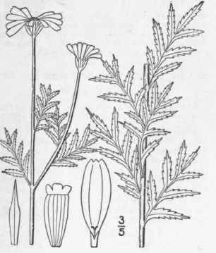 4 Anthemis Tinctoria L Yellow Or Ox Eye Camomile 1230