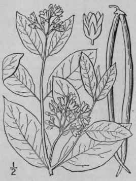 4 Apocynum Cannabinum L Indian Hemp Amy Root 50