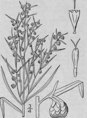 4 Artemisia Dracunculoides Pursh Linear Leaved Wor 1245