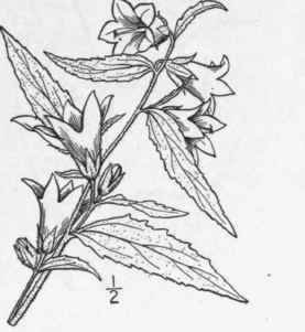 4 Campanula Trachelium L Nettle Leaved Bell Flower 689