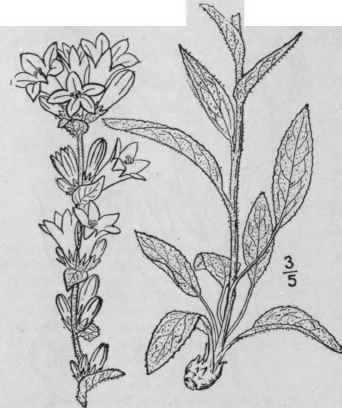 4 Campanula Trachelium L Nettle Leaved Bell Flower 690