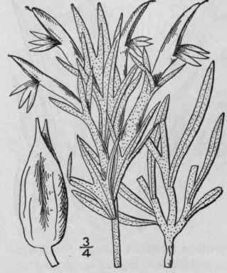 4 Castilleja Acuminata Pursh Spreng Lance Leaved P 508