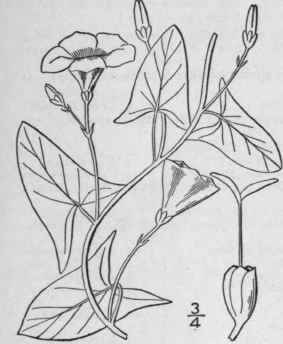 4 Convolvulus Spithamaeus L Upright Or Low Bindwee 111