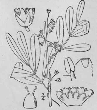 4 Cuscuta Polygonorum Engelm Smart Weed Dodder 117