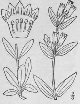 4 Gentiana Acuta Michx Northern Gentian 21
