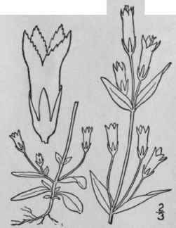 4 Gentiana Acuta Michx Northern Gentian 22