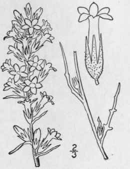 4 Gilia Spicata Nutt Spicate Gilia 146