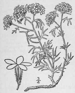 4 Gilia Spicata Nutt Spicate Gilia 147