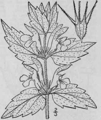 4 Lamium Album L White Dead Nettle 284