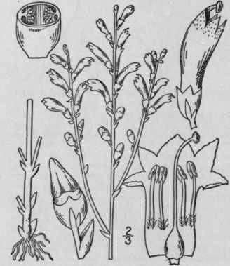 4 Leptamnium Raf Am Month Mag 2 267 Feb 1818 553