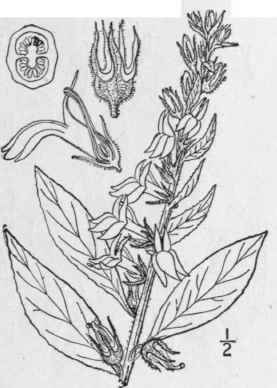 4 Lobelia Syphilitica L Great Lobelia Blue Cardina 702