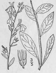 4 Lobelia Syphilitica L Great Lobelia Blue Cardina 703