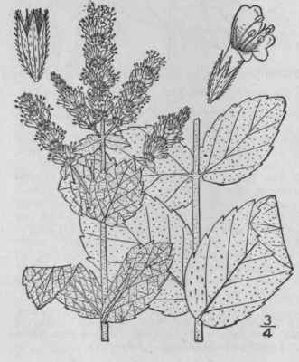4 Mentha Longifolia L Huds Horse Mint 355