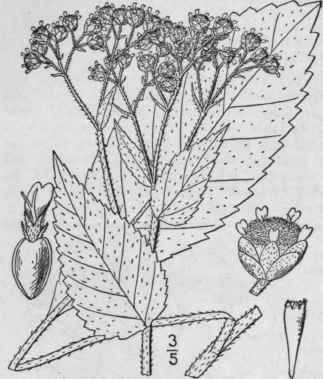 4 P Hispidum 1 Parthenium Hysterophorus L Santa Ma 1104