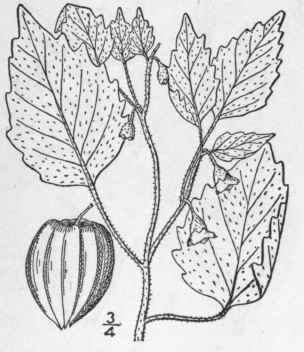 4 Physalis Missounensis Mack Bush Missouri Ground 370