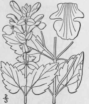 4 Scutellaria Cordifdlia Muhl Heart Leaved Skullca 249