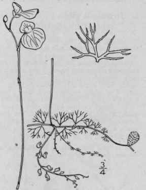4 Utricularia Intermedia Hayne Flat Leaved Bladder 535