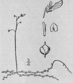 4 Utricularia Intermedia Hayne Flat Leaved Bladder 536