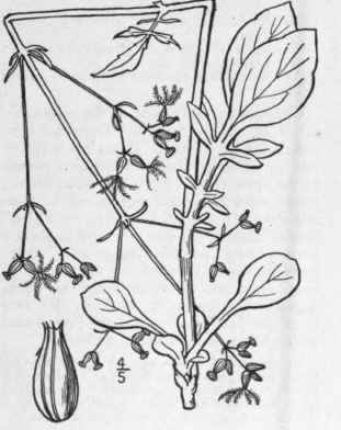 4 Valeriana Septentrionalis Rydb Northern Valerian 669