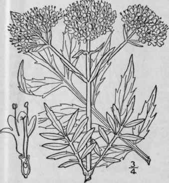 4 Valeriana Septentrionalis Rydb Northern Valerian 670