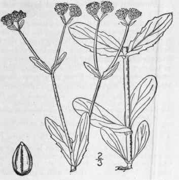 4 Valerianella Stenocarpa Engelm Krok Narrow Celle 674