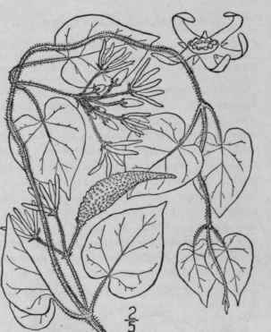 4 Vincetoxicum Obliquum Jacq Britton Large Flowere 90