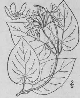 4 Vincetoxicum Obliquum Jacq Britton Large Flowere 91