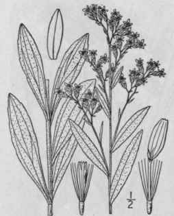 42 Solidago Nemoralis Ait Gray Field Or Dwarf Gold 926
